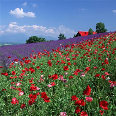 百人牛牛游戏软件下载手机版